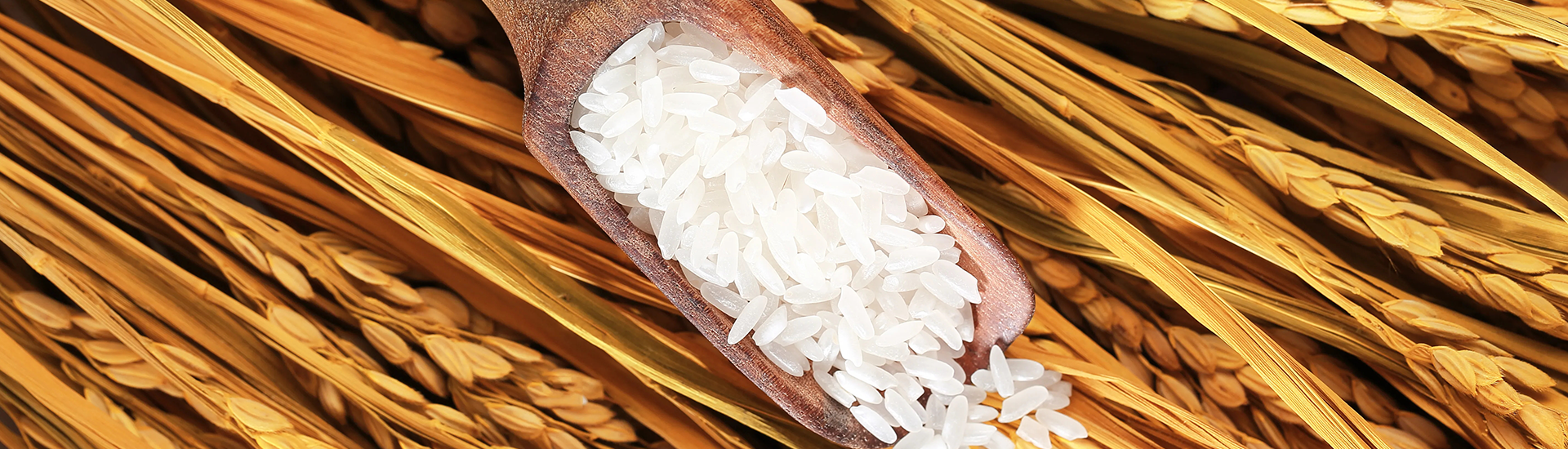 中国·威尼斯8040(股份)有限公司-官方网站